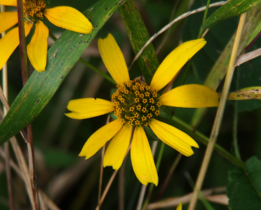 [A close view of a yellow flower with eight rectangular shape petals. The center of the flower is a sphere of what appears to be several dozen tiny yellow tubular flowers.]